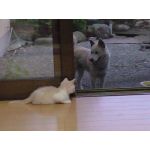 まなにゃ★
