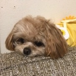 ちるお