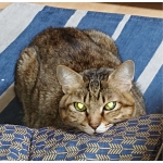 あかさ