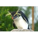 もみじ亭ペンギン店長
