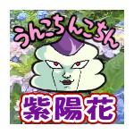 紫陽花