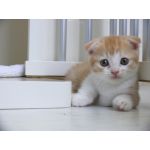 らいと