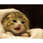 おずりん
