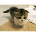 ふひこ