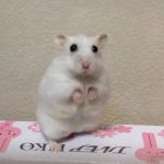 ちぃ