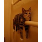 野良猫