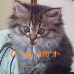 yoruyoru