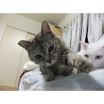 灰猫