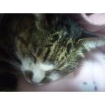 つばさ