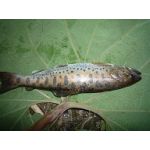 釣りキチ
