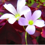 Oxalis