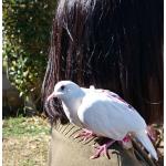 いぐすり