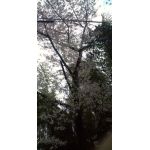 桜蛇