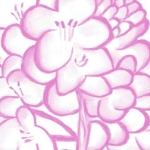 菜花やよい