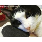 userPhoto