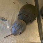 露梅