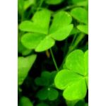 藍梨★