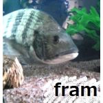 fram