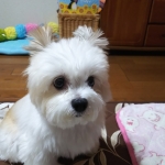 しゅるしゃがな