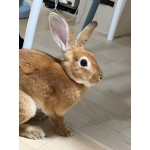 あいう