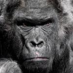 Mega Gorilla