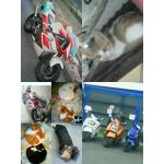 userPhoto