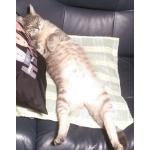 てらねこ