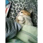 みやひと
