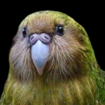 おっしー