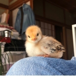 tori(P)