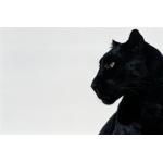 jaguar_jaguar
