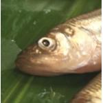 userPhoto