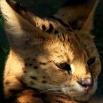 サーバル