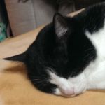 八割れ猫
