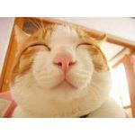 マカロニ