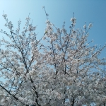 テレサン