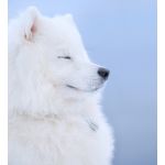 もふもふ