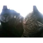 恋する猫☆