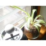 じぇいすん