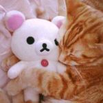 猫さん♡モフモフ