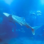 userPhoto