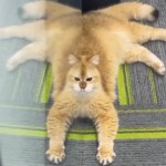 Tい