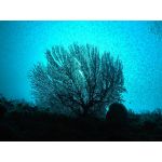 funamushi