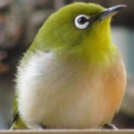 userPhoto