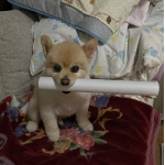 ろいどん