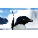 名無しのアデリーペンギン