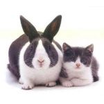 弟は猫