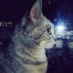 userPhoto