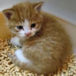 aaa