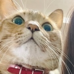 ぴょこちゃん